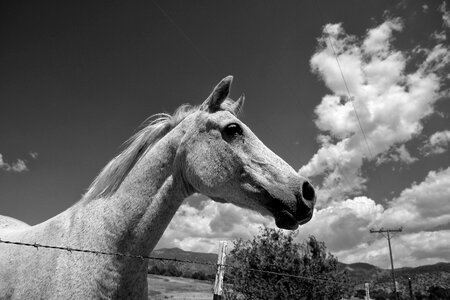 Black and white photography sky animals photo