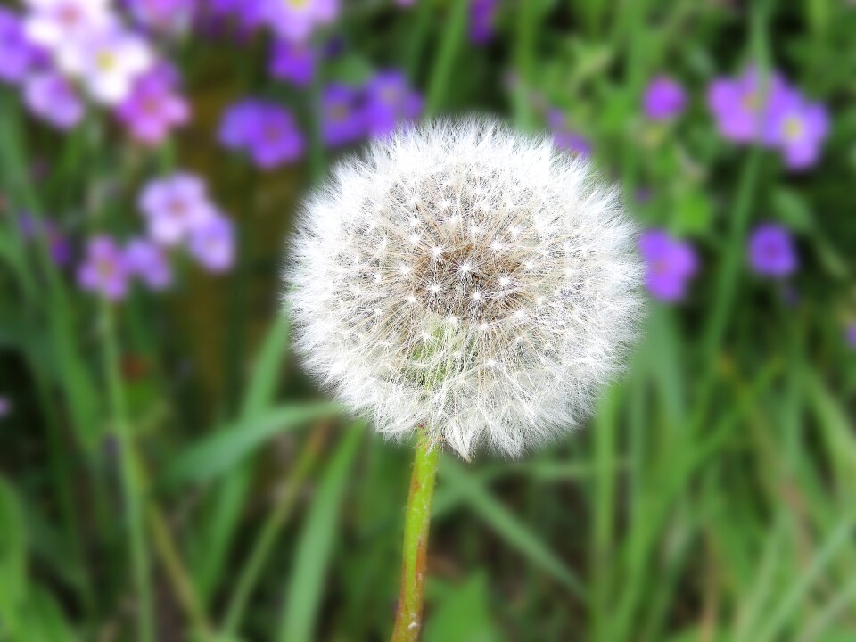 Dandelion flower common dandelion