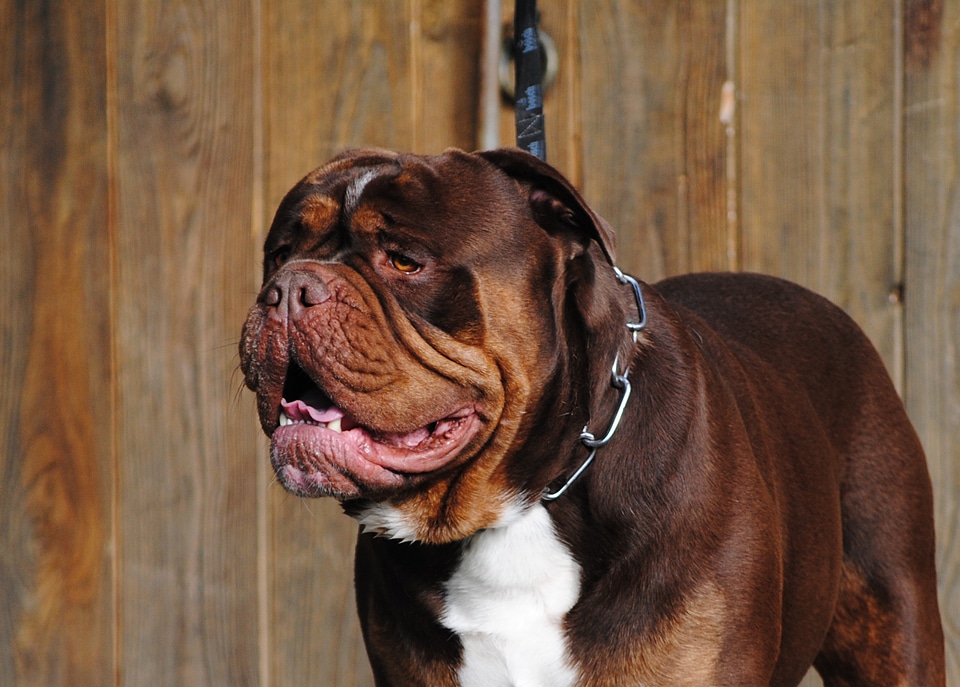 Canine pet beautiful