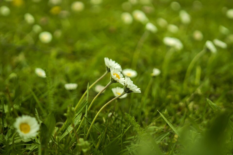 Spring flowers flower meadow photo