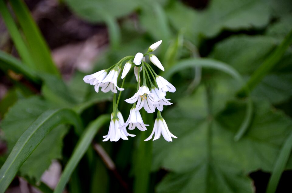Nature plant flowering