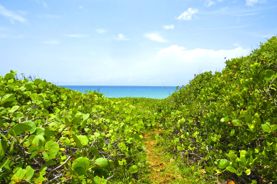 Tropical coast