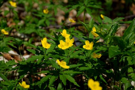 Yellow spring early bloomer