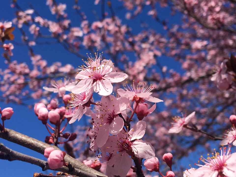 Branch bloom spring photo