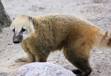 Coati zoo predator