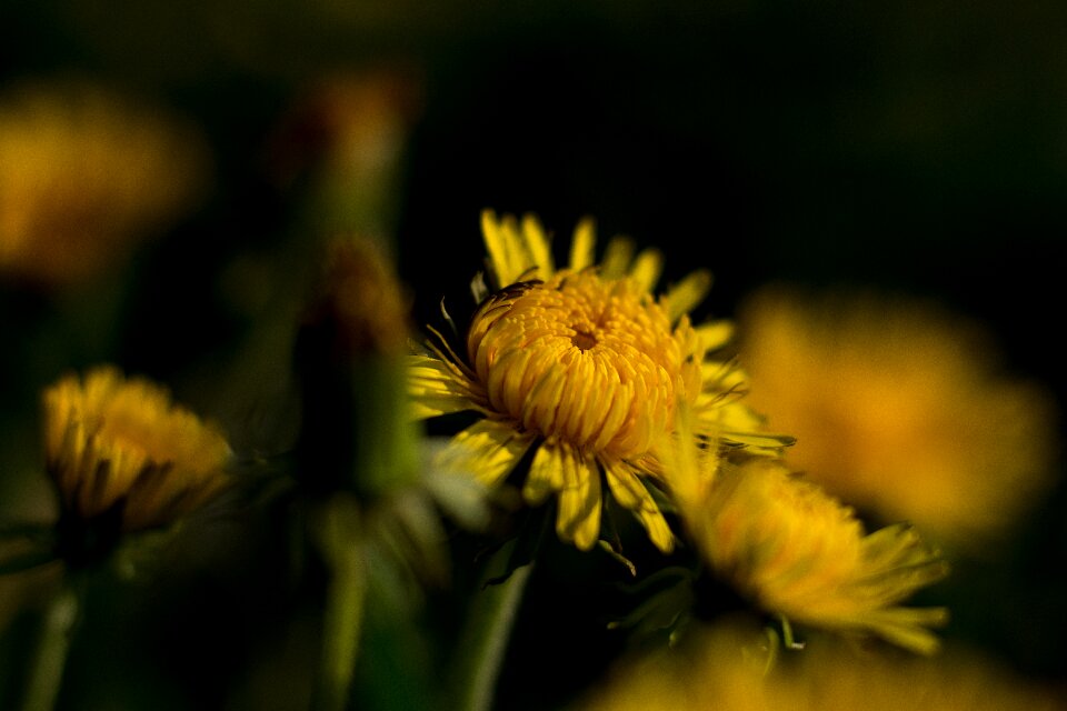 Yellow flowers yellow flower nature