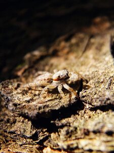 Animal insect