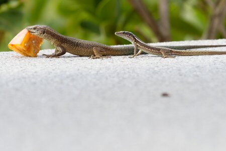 Lizard feeding madeira