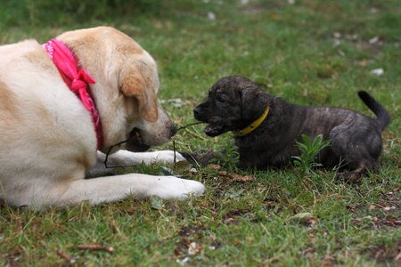 Friendship dogs pets