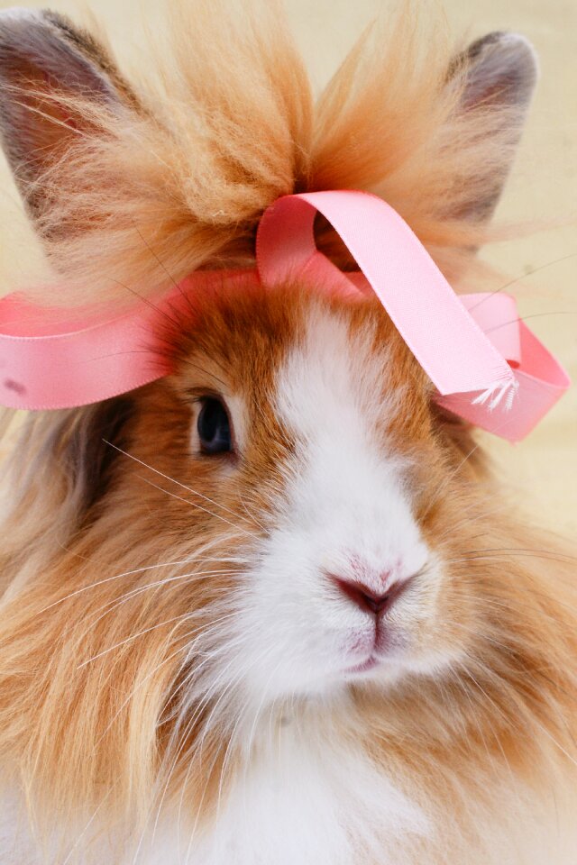 Cute portrait lionhead
