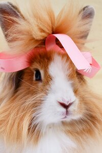 Cute portrait lionhead