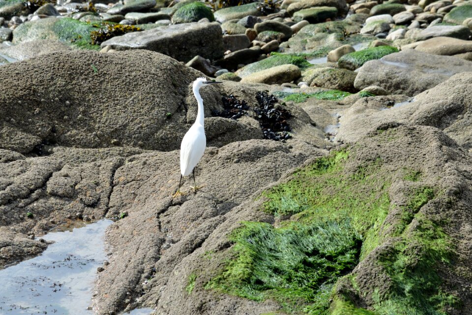 Animal wader white