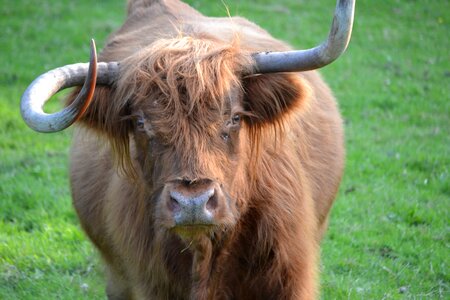 Agriculture scottish highland cattle young animal photo