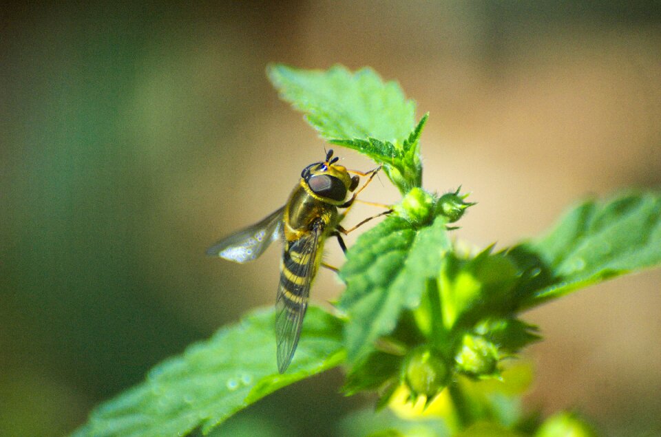 Insect brennessel fly