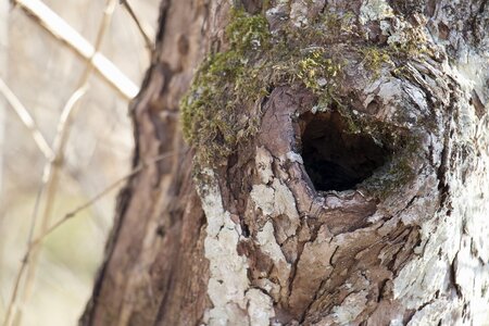 Heart knot tree