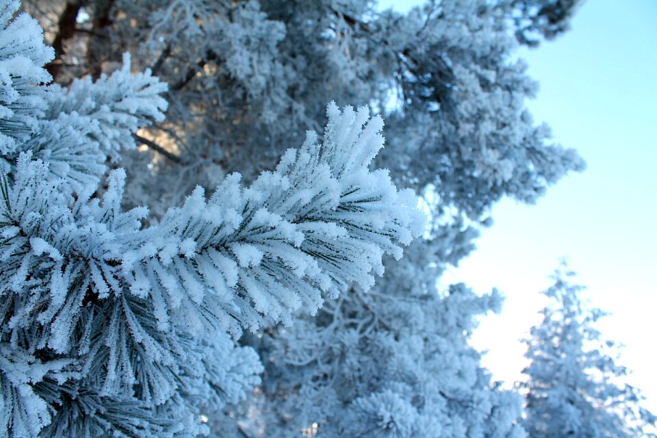 Leann winter forest pine