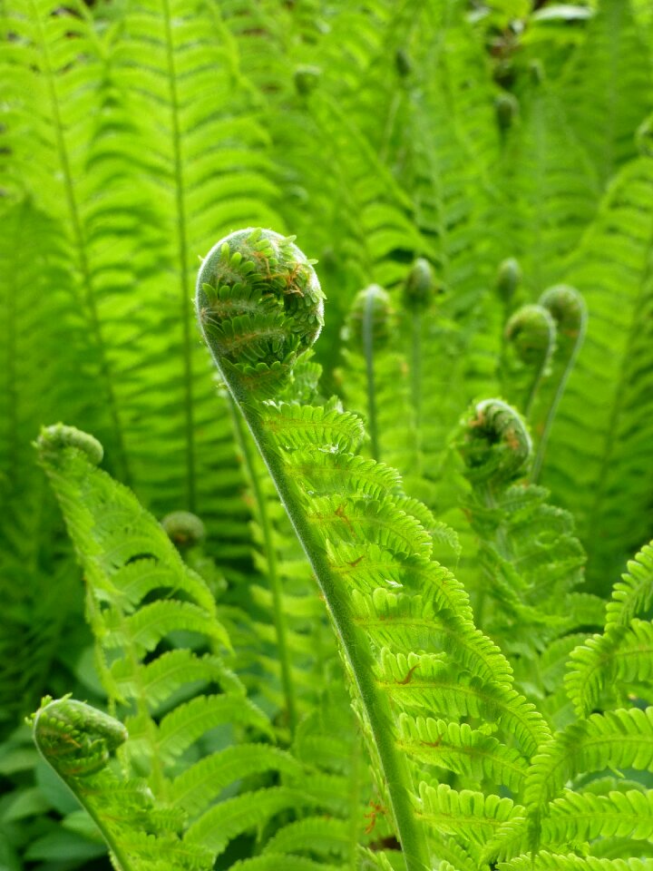 Leaf plant nature photo