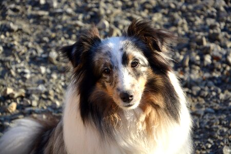 Head animal domestic animal