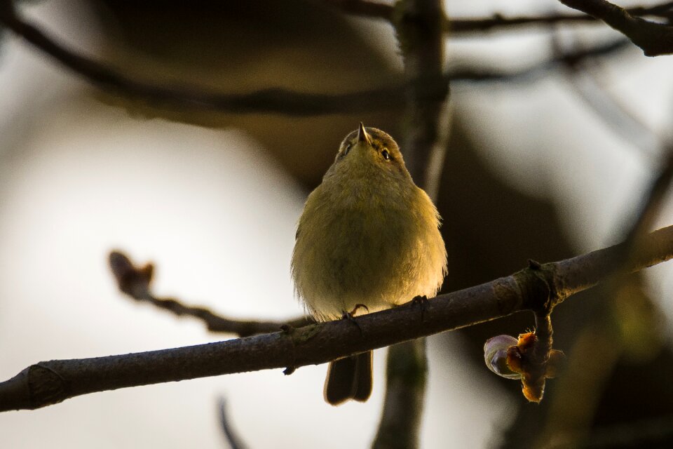 Phylloscopus trochilus spring songbirds