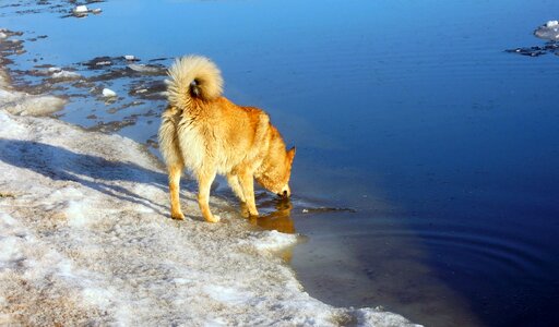 Red dog gulf of finland water