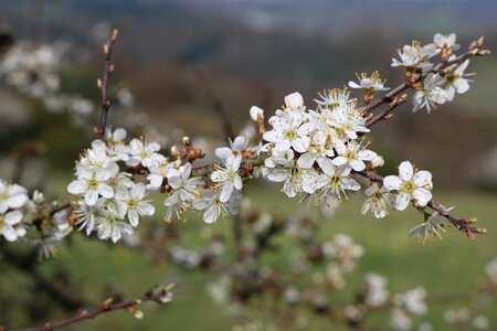 Close up nature spring photo