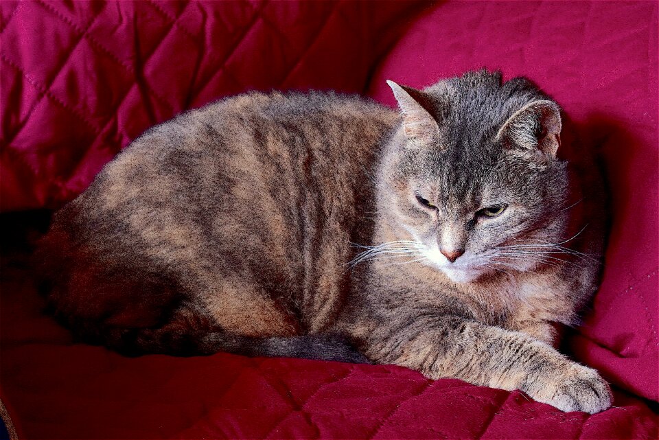 Cute pet domestic