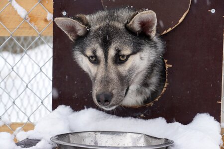 Huskie husky dog