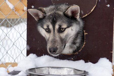 Huskie husky dog photo