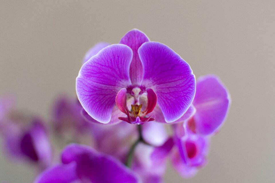 Macro violet flower room