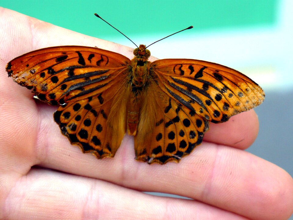 Insect wings