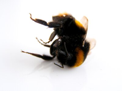 Wildlife dead bumblebee insect photo