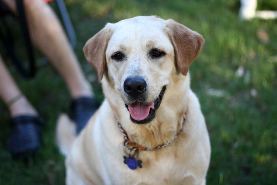 Pets labrador animal