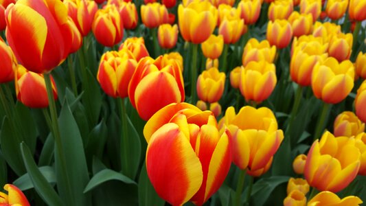 Spring red yellow flowers