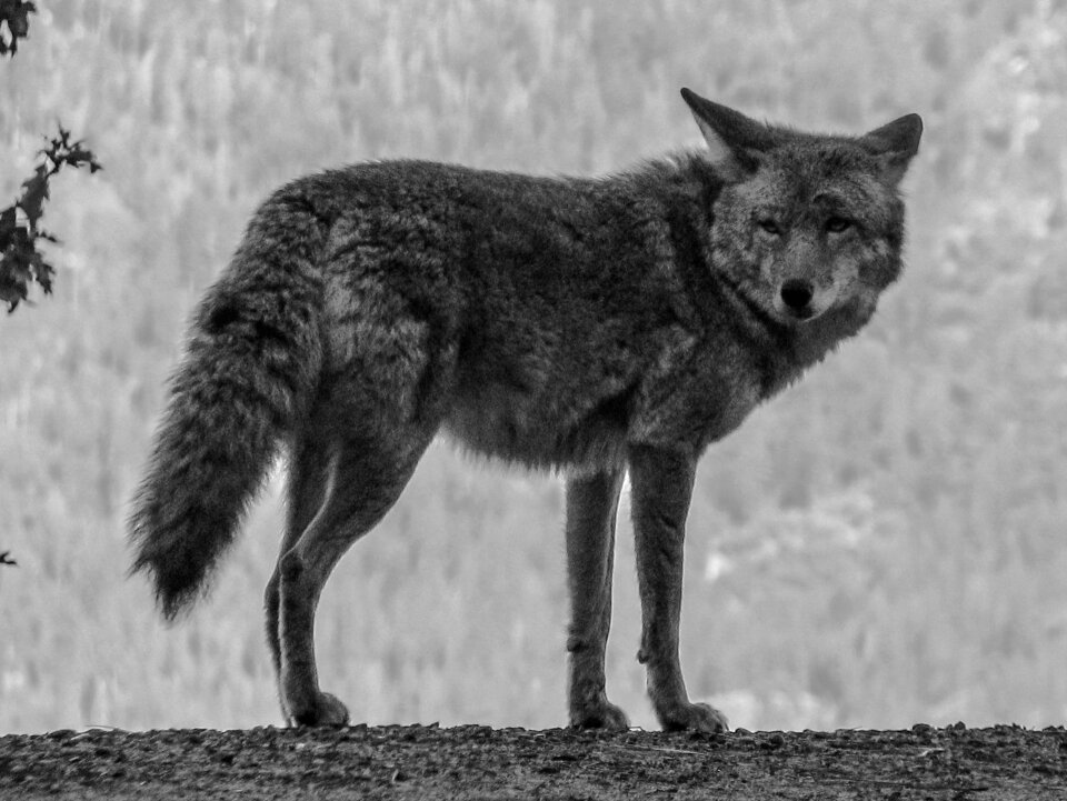 Coyote yosemite usa