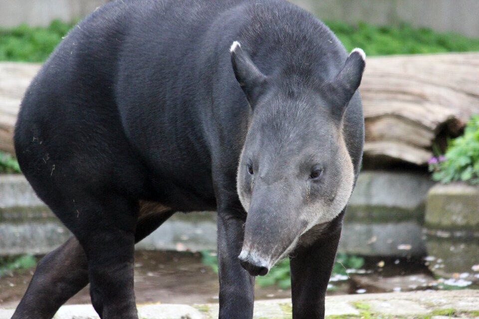 Zoo mammal proboscidea