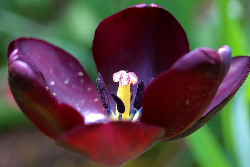 Orchids that produce pollinia flower plant