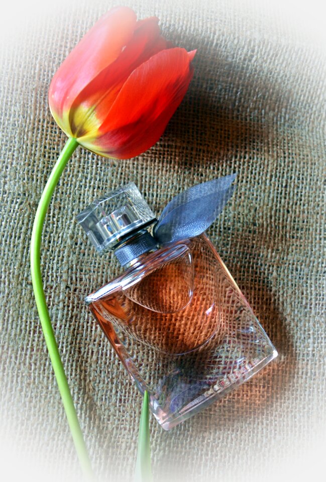 Tulip perfume feeling