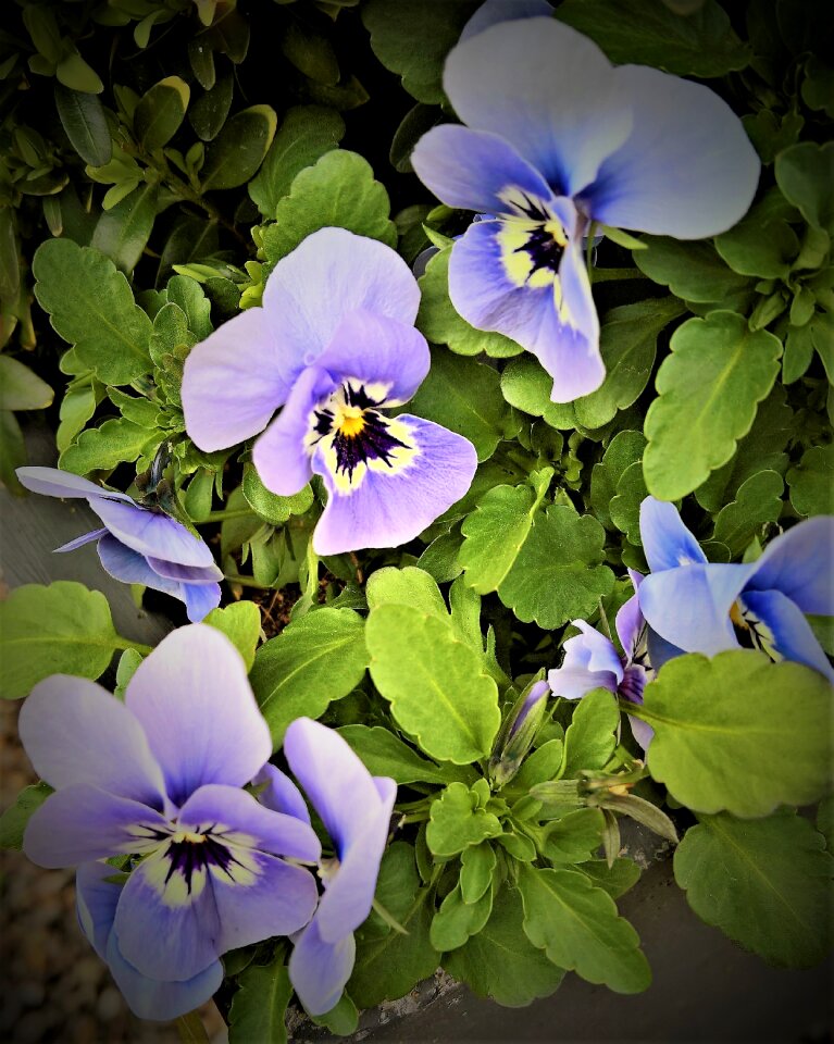 Spring flowers light blue violet