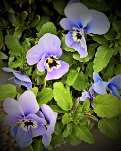 Spring flowers light blue violet photo