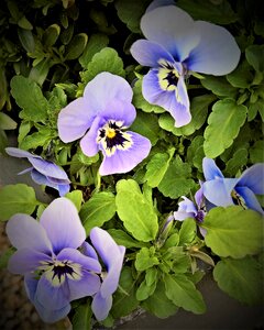Spring flowers light blue violet