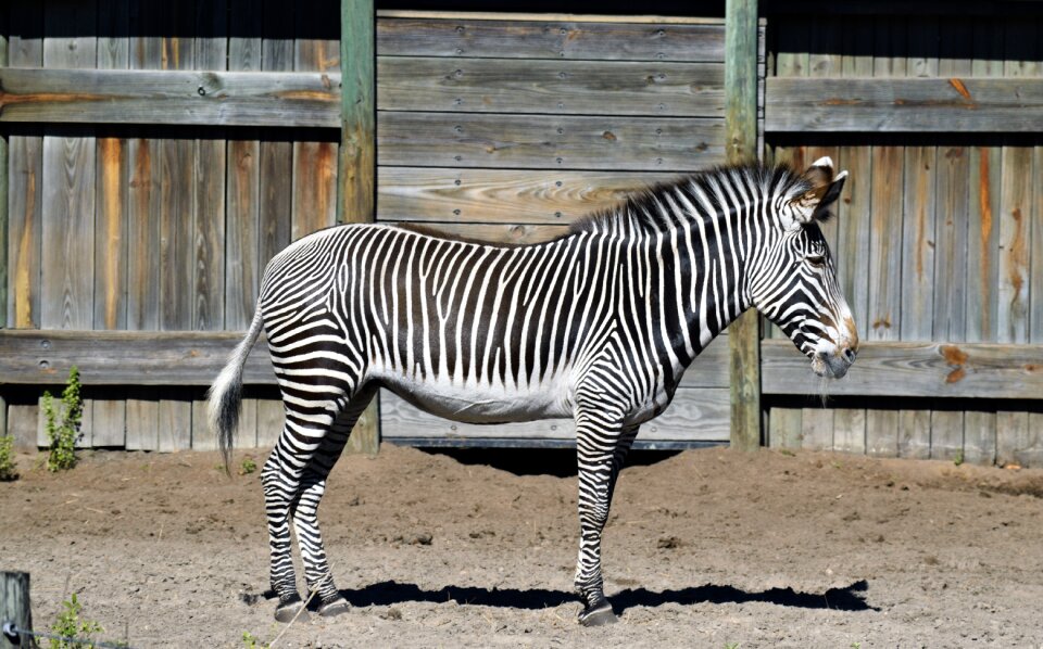 White wild pattern