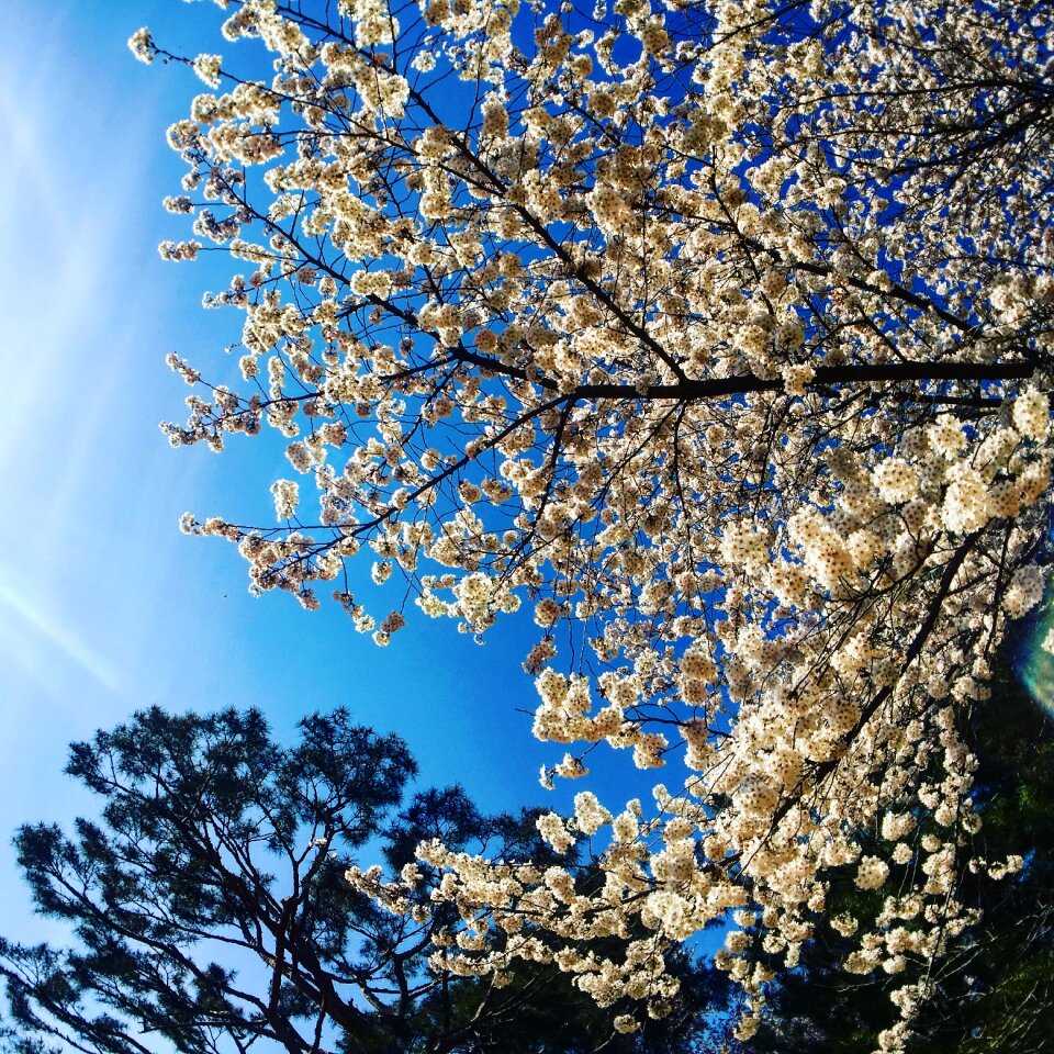 Nature spring hwaseong fortress photo