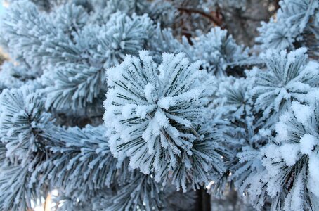Snow winter forest spruce