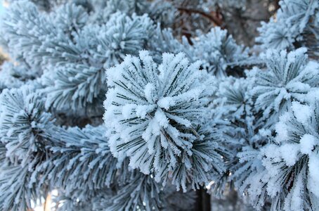 Snow winter forest spruce photo