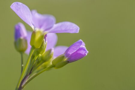 Wild flowers macro cuckoo flower photo