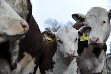 Cow bovine calf