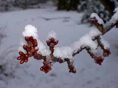 Landscape winter tree