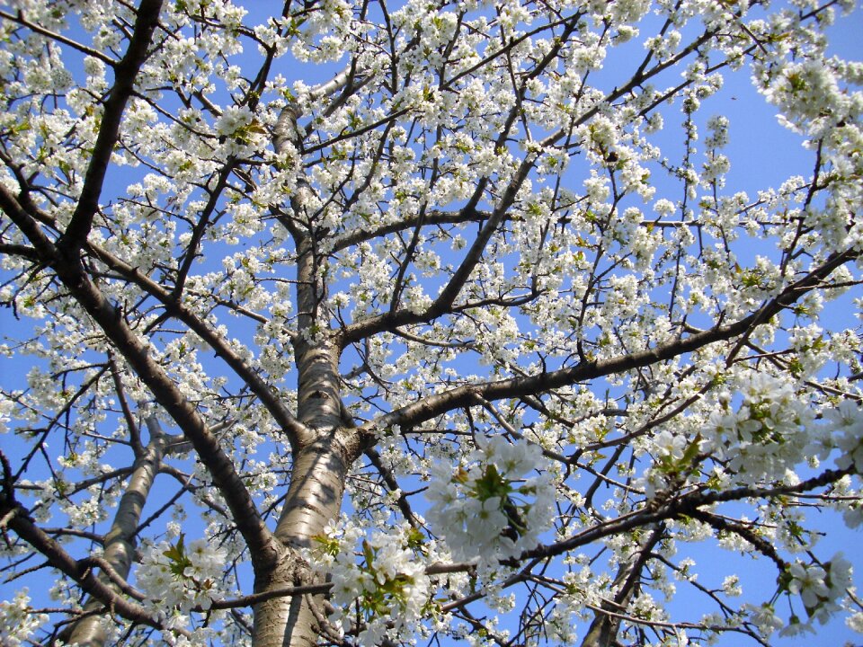 Blossom bloom cherry tree