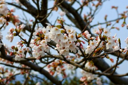 Tree flowers cherry blossoms