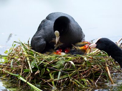 Young birds spring bird's nest